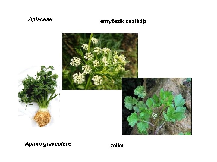 Apiaceae Apium graveolens ernyősök családja zeller 