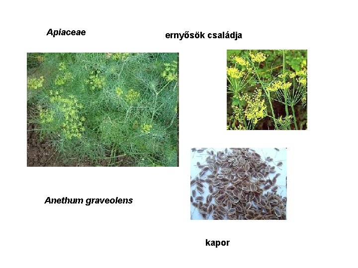 Apiaceae ernyősök családja Anethum graveolens kapor 