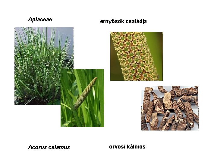 Apiaceae Acorus calamus ernyősök családja orvosi kálmos 