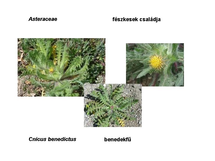 Asteraceae Cnicus benedictus fészkesek családja benedekfű 
