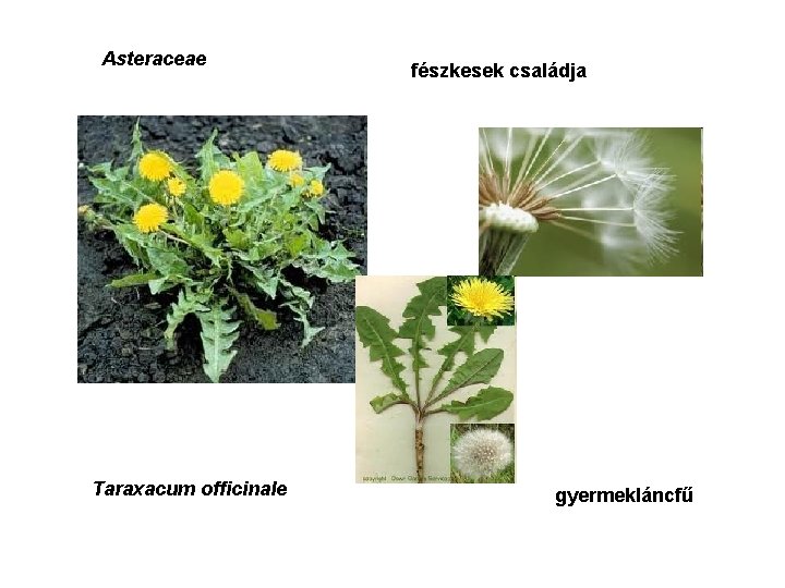 Asteraceae Taraxacum officinale fészkesek családja gyermekláncfű 