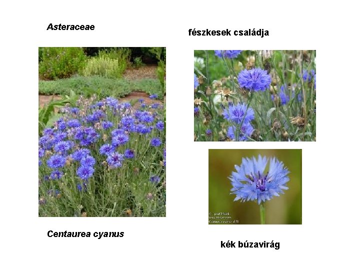 Asteraceae fészkesek családja Centaurea cyanus kék búzavirág 