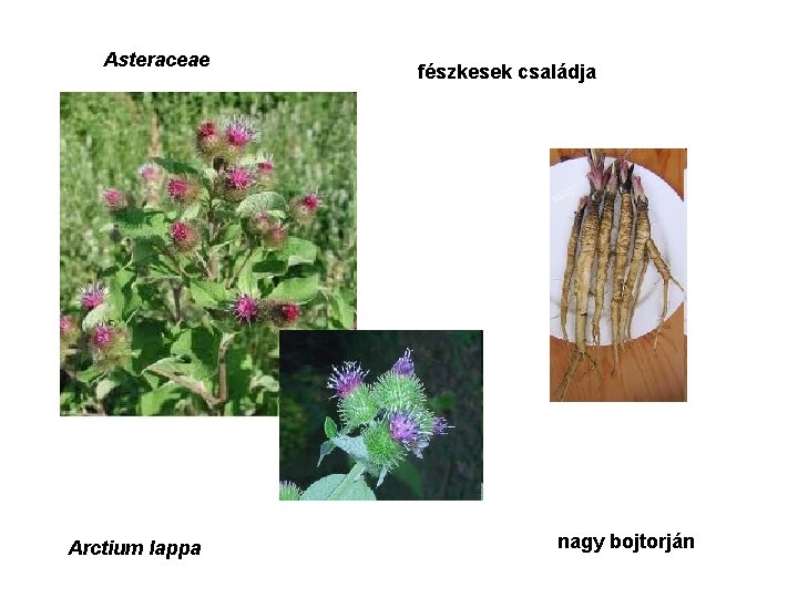 Asteraceae Arctium lappa fészkesek családja nagy bojtorján 