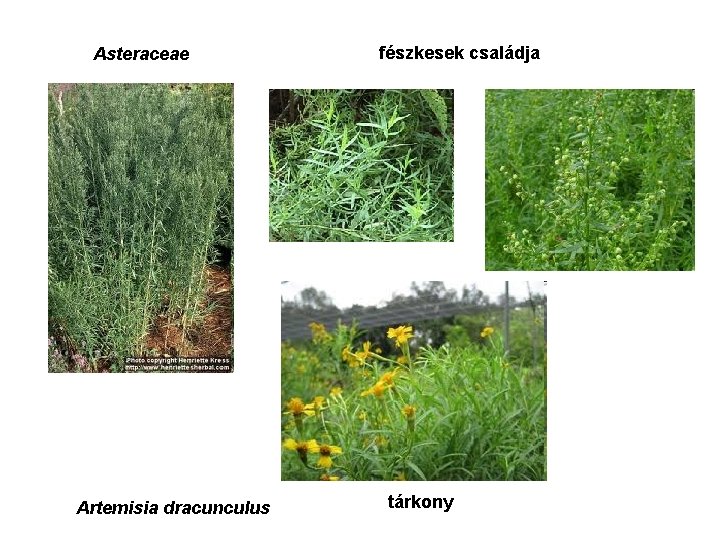 Asteraceae Artemisia dracunculus fészkesek családja tárkony 