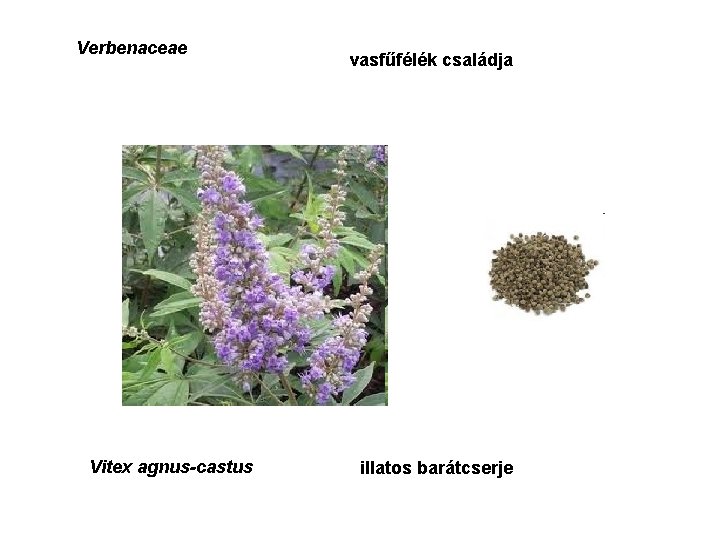 Verbenaceae Vitex agnus-castus vasfűfélék családja illatos barátcserje 