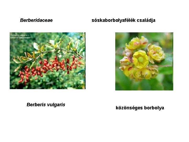 Berberidaceae Berberis vulgaris sóskaborbolyafélék családja közönséges borbolya 