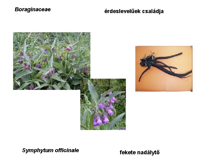 Boraginaceae Symphytum officinale érdeslevelűek családja fekete nadálytő 