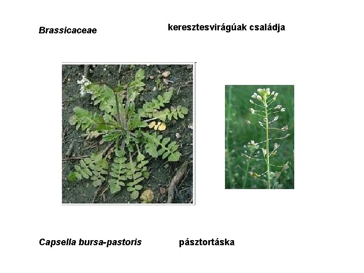 Brassicaceae Capsella bursa-pastoris keresztesvirágúak családja pásztortáska 