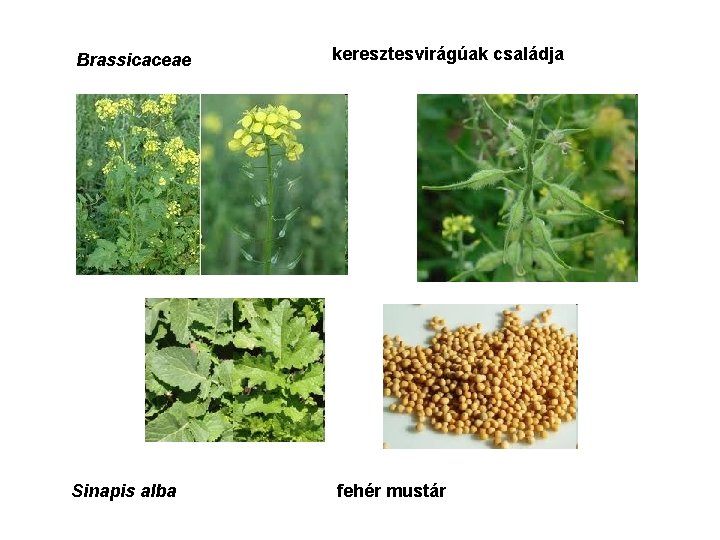 Brassicaceae Sinapis alba keresztesvirágúak családja fehér mustár 