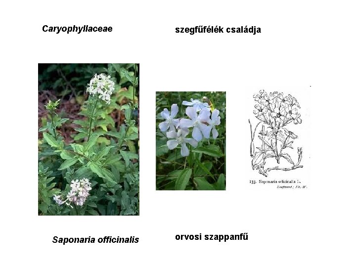 Caryophyllaceae Saponaria officinalis szegfűfélék családja orvosi szappanfű 