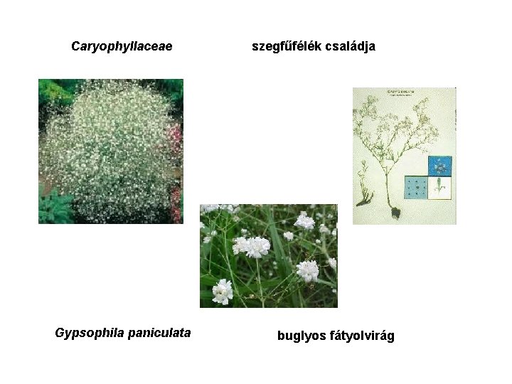 Caryophyllaceae Gypsophila paniculata szegfűfélék családja buglyos fátyolvirág 