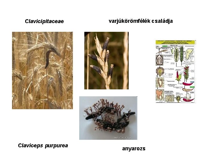 Clavicipitaceae Claviceps purpurea varjúkörömfélék családja anyarozs 