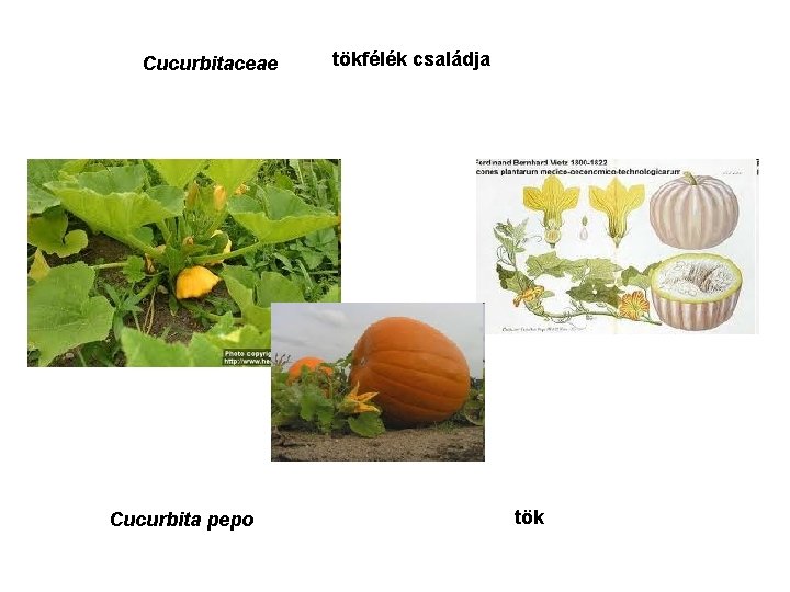 Cucurbitaceae Cucurbita pepo tökfélék családja tök 