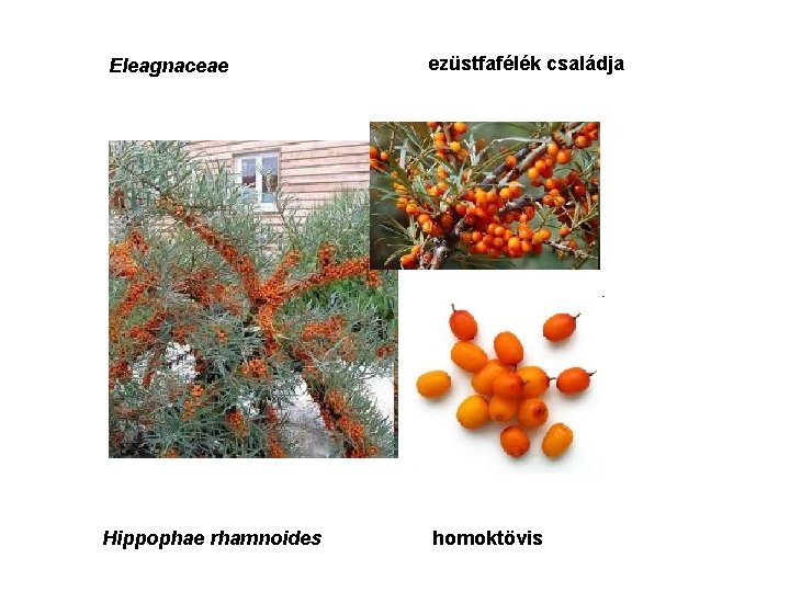 Eleagnaceae Hippophae rhamnoides ezüstfafélék családja homoktövis 