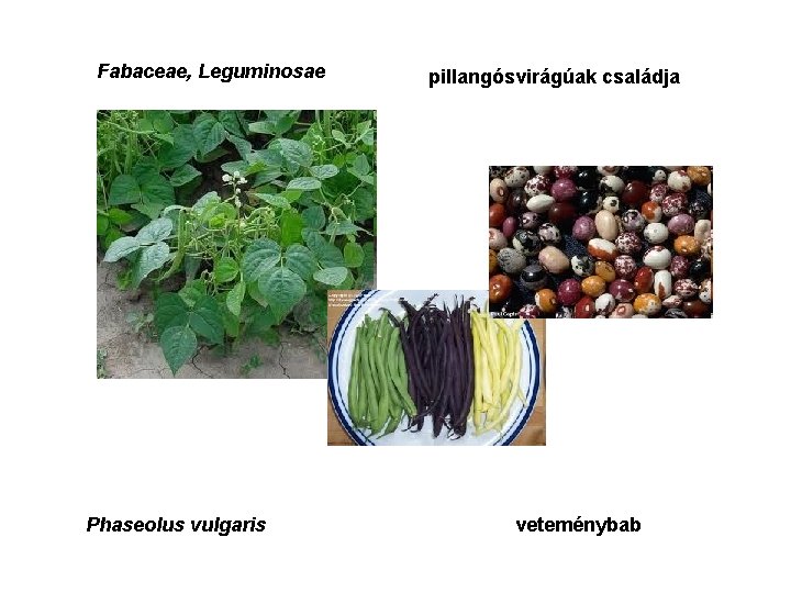 Fabaceae, Leguminosae Phaseolus vulgaris pillangósvirágúak családja veteménybab 
