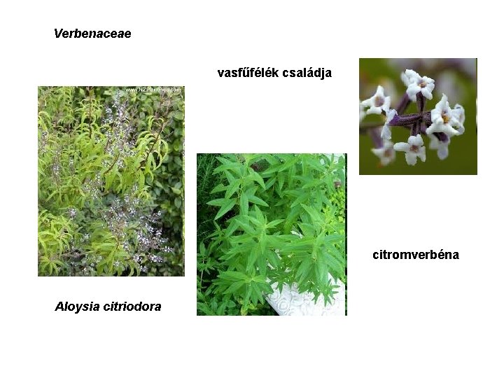 Verbenaceae vasfűfélék családja citromverbéna Aloysia citriodora 