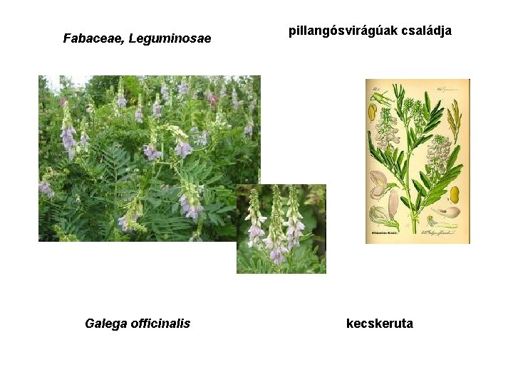 Fabaceae, Leguminosae Galega officinalis pillangósvirágúak családja kecskeruta 