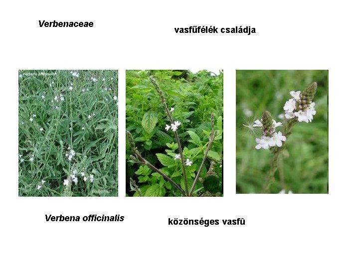 Verbenaceae Verbena officinalis vasfűfélék családja közönséges vasfû 