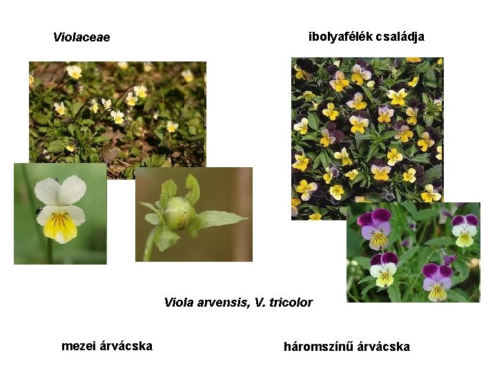 Violaceae ibolyafélék családja Viola arvensis, V. tricolor mezei árvácska háromszínű árvácska 
