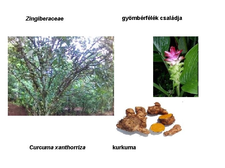 Zingiberaceae Curcuma xanthorriza gyömbérfélék családja kurkuma 