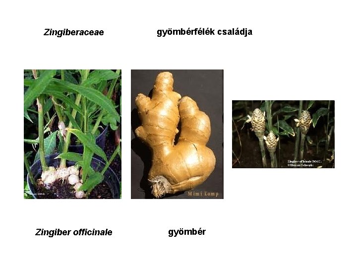 Zingiberaceae Zingiber officinale gyömbérfélék családja gyömbér 