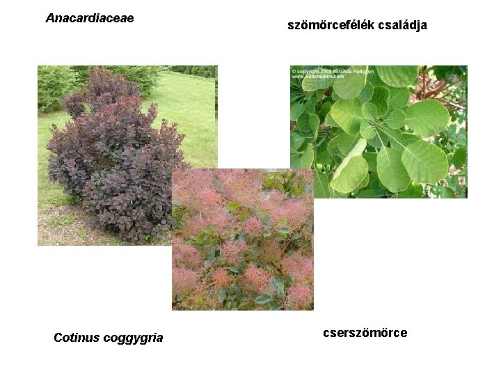 Anacardiaceae Cotinus coggygria szömörcefélék családja cserszömörce 