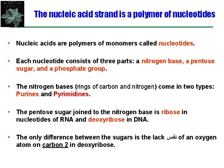 The nucleic acid strand is a polymer of nucleotides • Nucleic acids are polymers