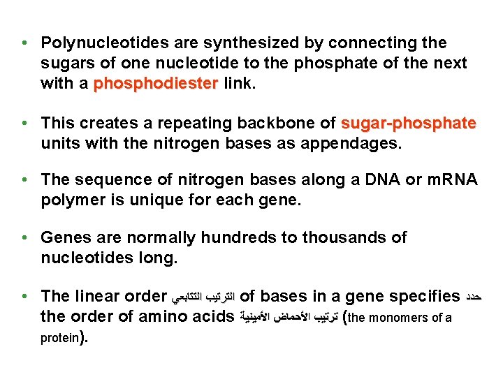  • Polynucleotides are synthesized by connecting the sugars of one nucleotide to the