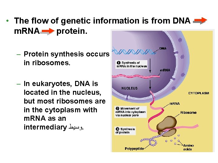  • The flow of genetic information is from DNA m. RNA protein. –