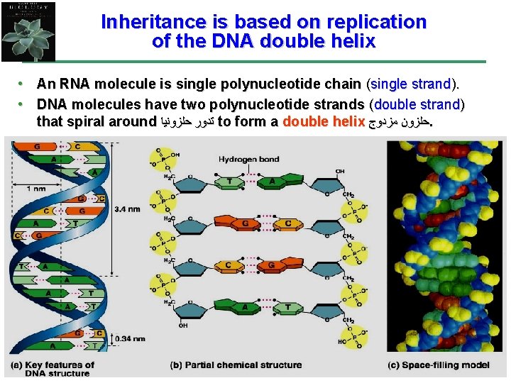 Inheritance is based on replication of the DNA double helix • An RNA molecule