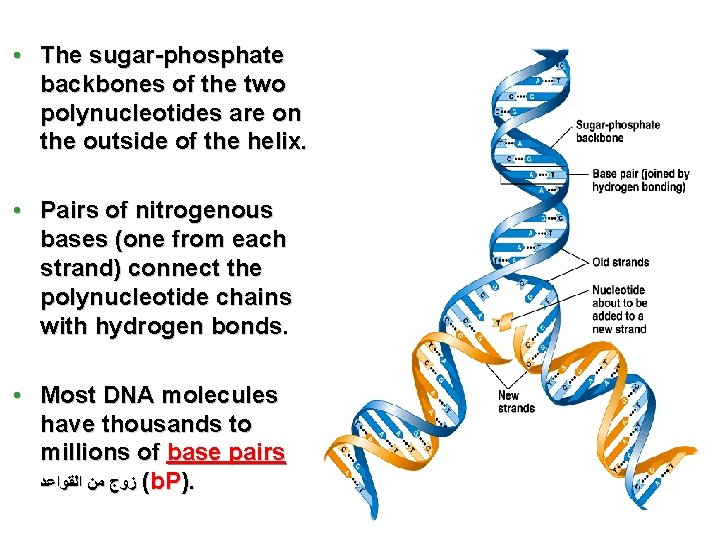  • The sugar-phosphate backbones of the two polynucleotides are on the outside of