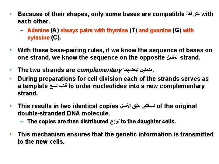  • Because of their shapes, only some bases are compatible ﻣﺘﻮﺍﻓﻘﺔ with each
