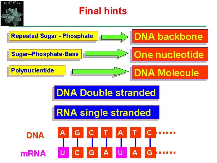 Final hints Repeated Sugar - Phosphate DNA backbone Sugar–Phosphate-Base One nucleotide Polynucleotide DNA Molecule