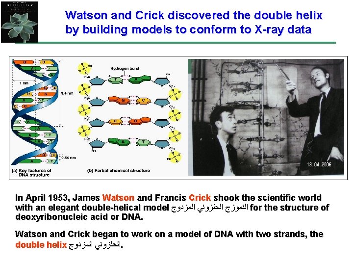 Watson and Crick discovered the double helix by building models to conform to X-ray