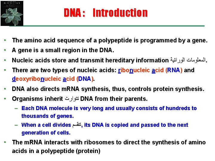 DNA : Introduction • The amino acid sequence of a polypeptide is programmed by