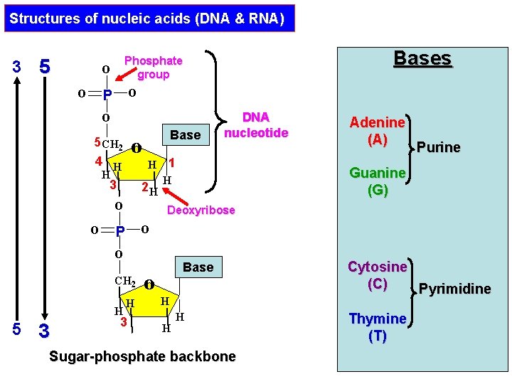 Structures of nucleic acids (DNA & RNA) 3 5 o Bases Phosphate group o