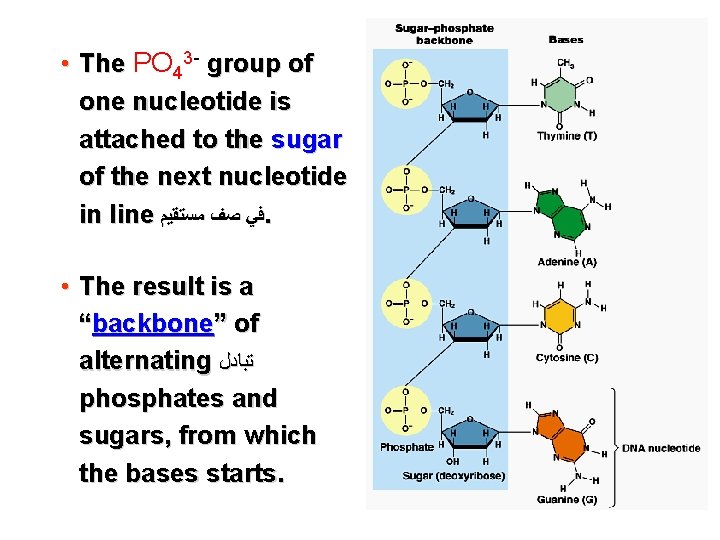  • The PO 43 - group of one nucleotide is attached to the