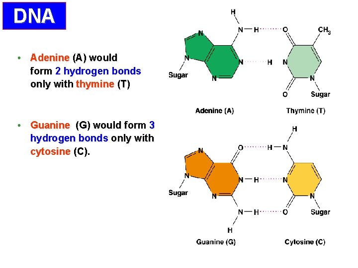 DNA • Adenine (A) would form 2 hydrogen bonds only with thymine (T) •