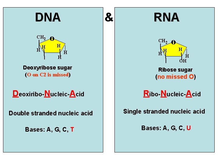 DNA CH 2 H H & o CH 2 H H RNA H Deoxyribose