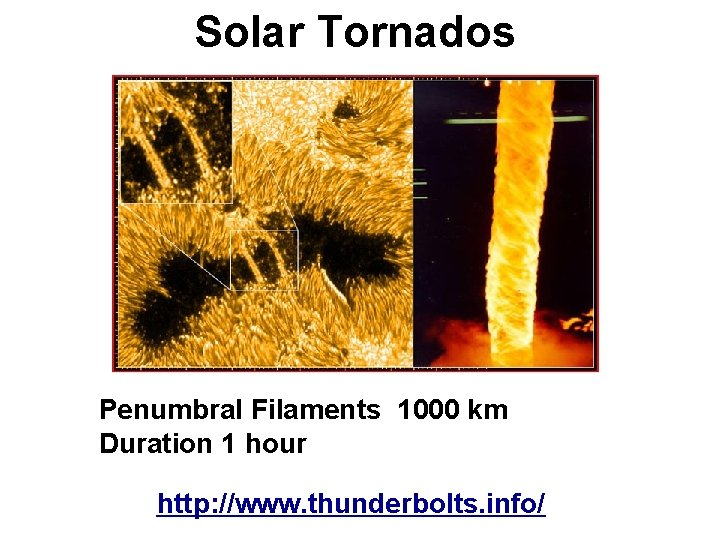 Solar Tornados Penumbral Filaments 1000 km Duration 1 hour http: //www. thunderbolts. info/ 