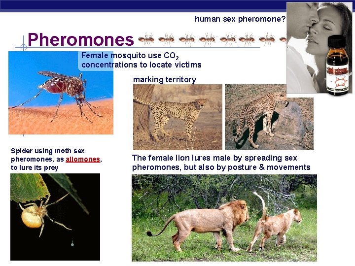 human sex pheromone? Pheromones Female mosquito use CO 2 concentrations to locate victims marking