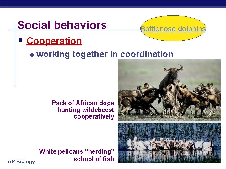 Social behaviors § Cooperation u working together in coordination Pack of African dogs hunting