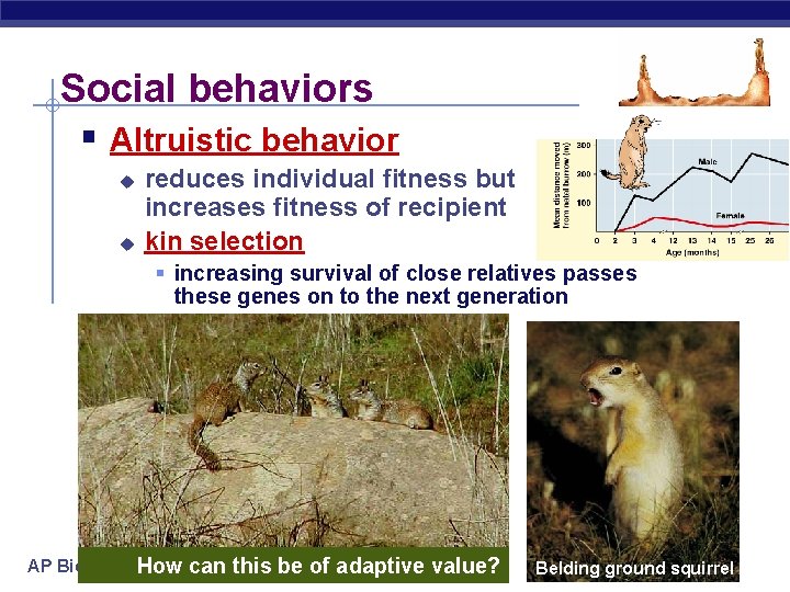 Social behaviors § Altruistic behavior u u reduces individual fitness but increases fitness of