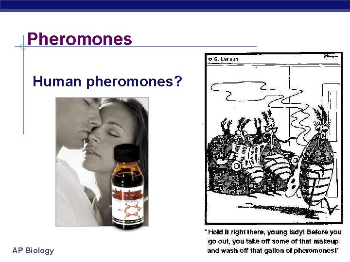 Pheromones Human pheromones? AP Biology 