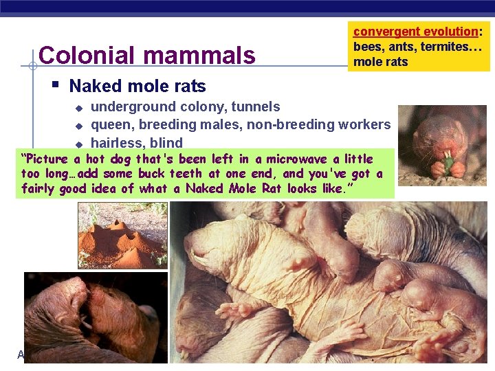 Colonial mammals convergent evolution: bees, ants, termites… mole rats § Naked mole rats u