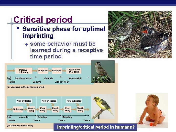 Critical period § Sensitive phase for optimal imprinting u AP Biology some behavior must