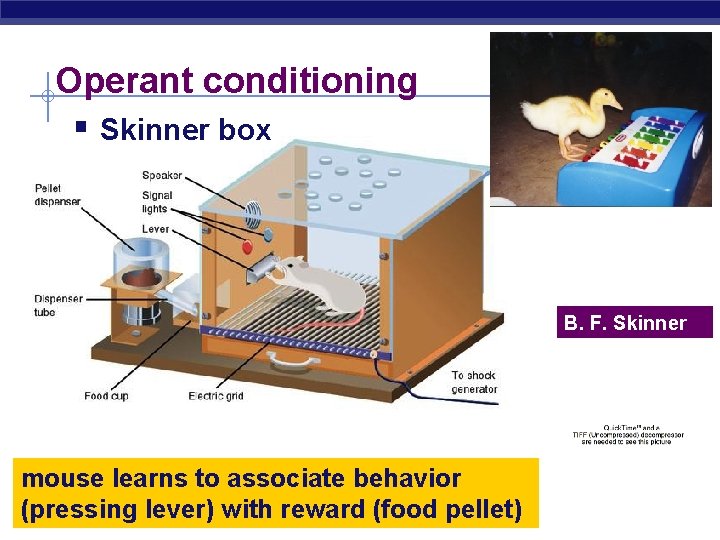 Operant conditioning § Skinner box B. F. Skinner mouse learns to associate behavior (pressing