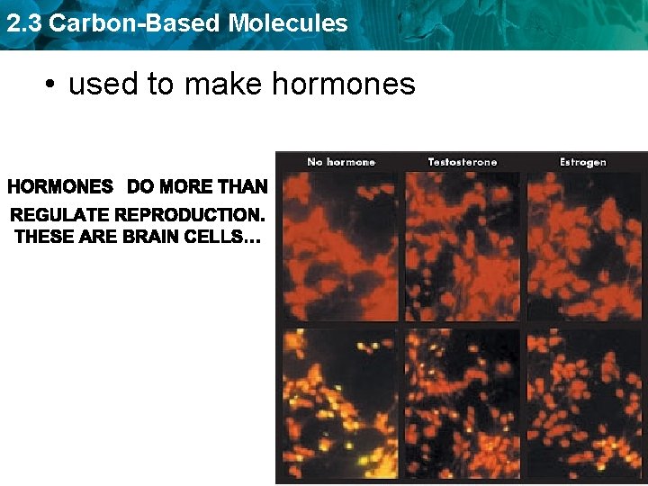 2. 3 Carbon-Based Molecules • used to make hormones 