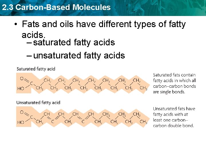 2. 3 Carbon-Based Molecules • Fats and oils have different types of fatty acids.