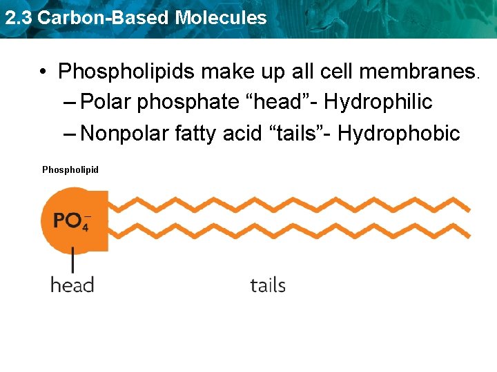 2. 3 Carbon-Based Molecules • Phospholipids make up all cell membranes. – Polar phosphate